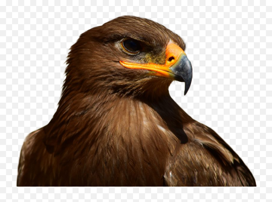 Download Free Png Brown Eagle Transparent Background Free Emoji,Eagle Transparent Background
