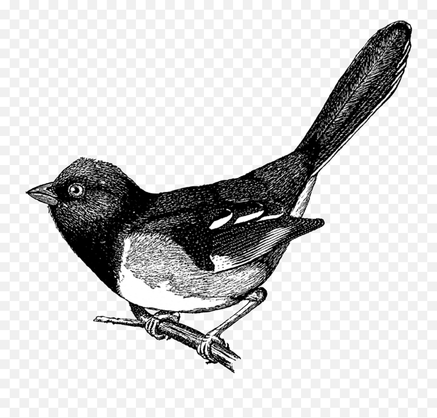 24 Free Bu0026w Vintage Bird Clip Art Vintage Birds Digital - Free Vintage Bird Printables Black And White Emoji,Bird Clipart Black And White