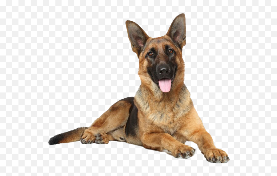 German Shepherd Dog Png Image Transparent Background Png Arts - German Shepherd Transparent Dog Png Emoji,Dog Png