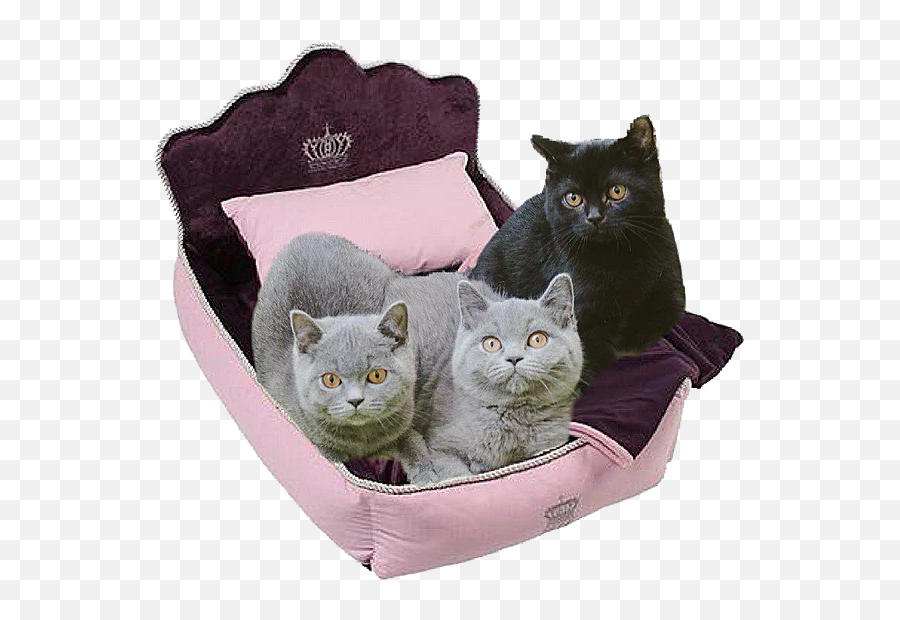 British Shorthair Cat Png High Quality - Cat Bed Emoji,Black Cat Png