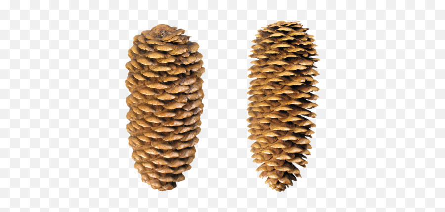Pine Cone High Quality Png 83915 - Web Icons Png Emoji,Pine Cone Clipart