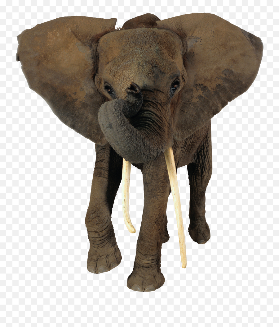 Transparent Background Elephant Png - Elephant Png Transparent Emoji,Elephant Png