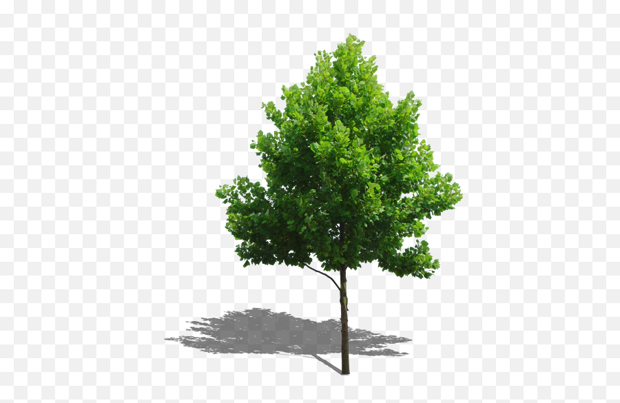 Tree Plant Computer File - Trees Png Download 476552 Emoji,Png File Download