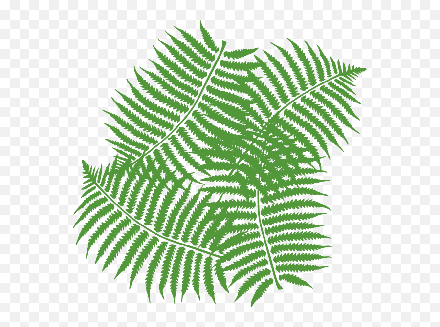 Jungle Leaves Cliparts - Fern Clip Art Transparent Cartoon Clip Art Ferns Emoji,Jungle Clipart