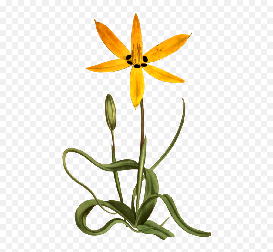 Yellow Flower Botany Common Daisy Drawing - Star Flower Emoji,Yellow Daisy Clipart