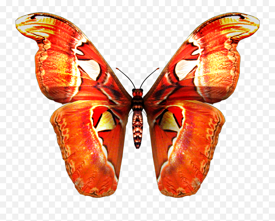 Download Hd Red Orange Butterfly Png - Butterfly Png Images Emoji,Butterfly Png Clipart