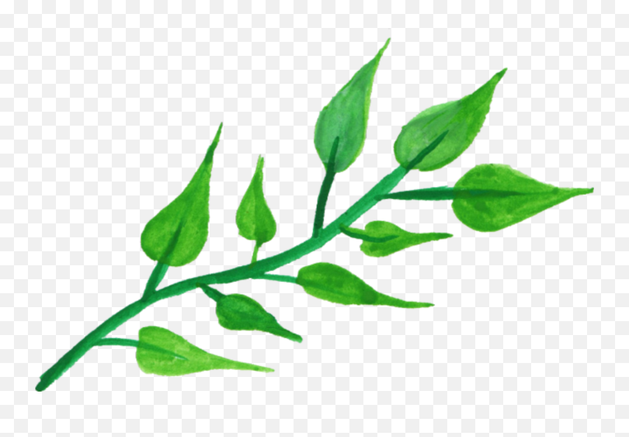 Report Abuse - Watercolor Leaves Png Transparent Clipart Leaves Drawing Png Emoji,Greenery Png