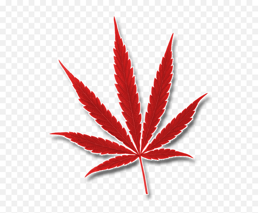 Ou0027cannabiz Toronto 2020 Toronto On Canada U2022 2021 - O Cannabiz Emoji,Marijuana Leaf Png
