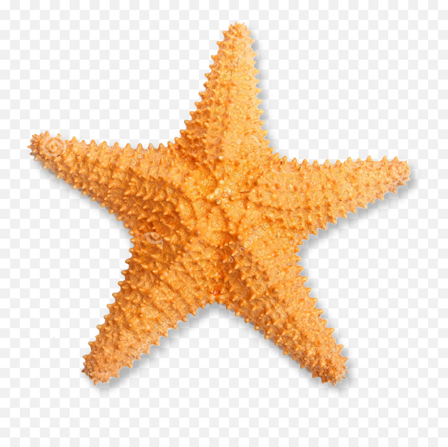 Starfish Clipart Realistic Picture 2080571 Starfish - Imágenes De Estrella De Mar Emoji,Starfish Clipart