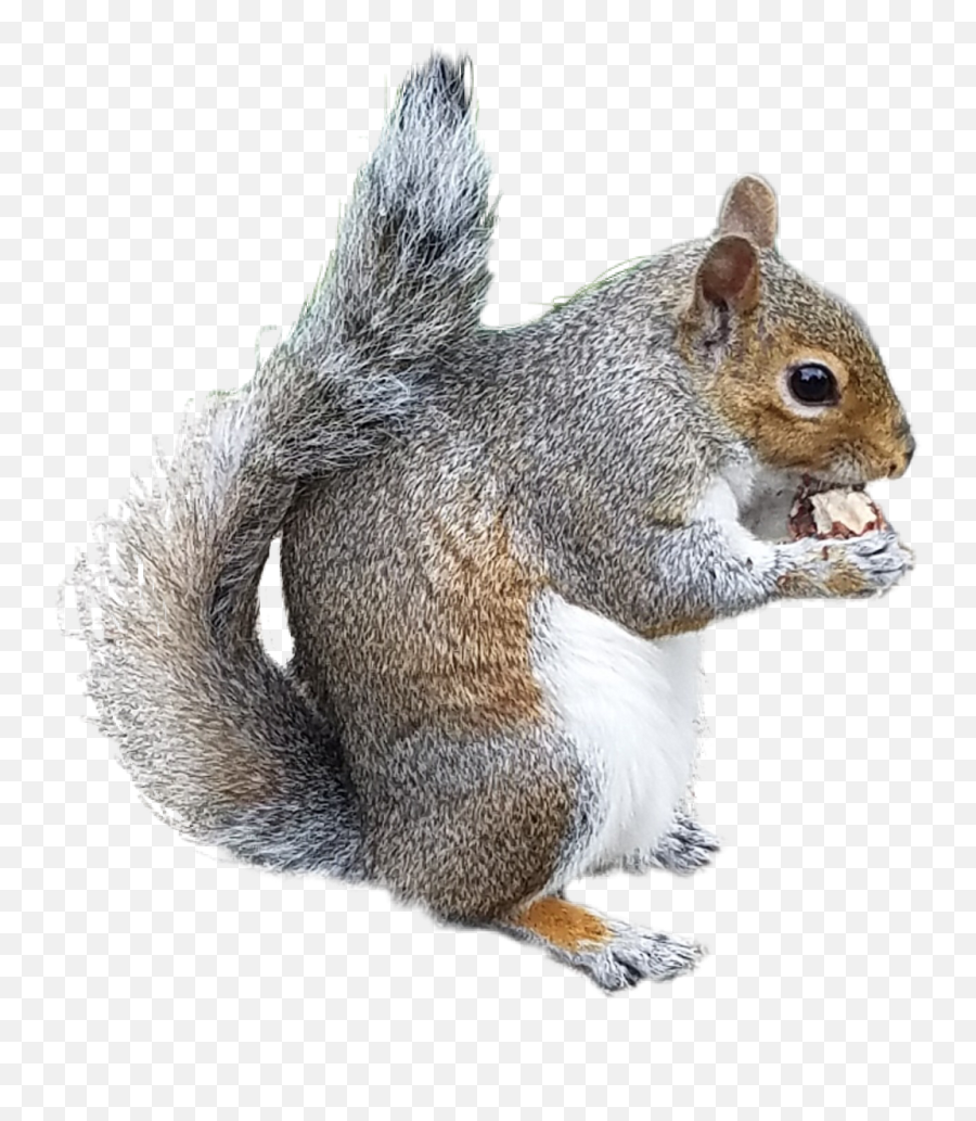 Download Collection Of Free Chipmunk Drawing Douglas - Douglas Squirrel Png Emoji,Squirrel Transparent Background