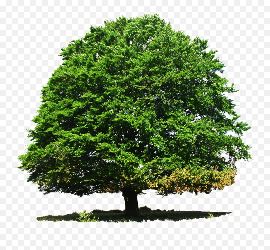Tree Png Background Image - Tree Png Emoji,Tree Png