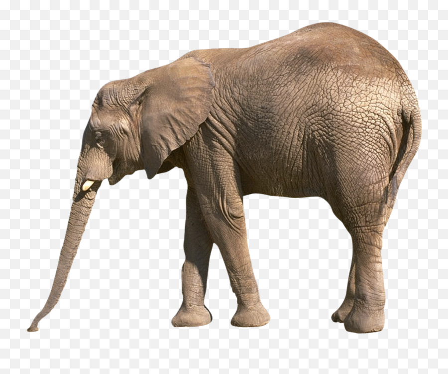 Elephant Png - Png Elephant Emoji,Elephant Png