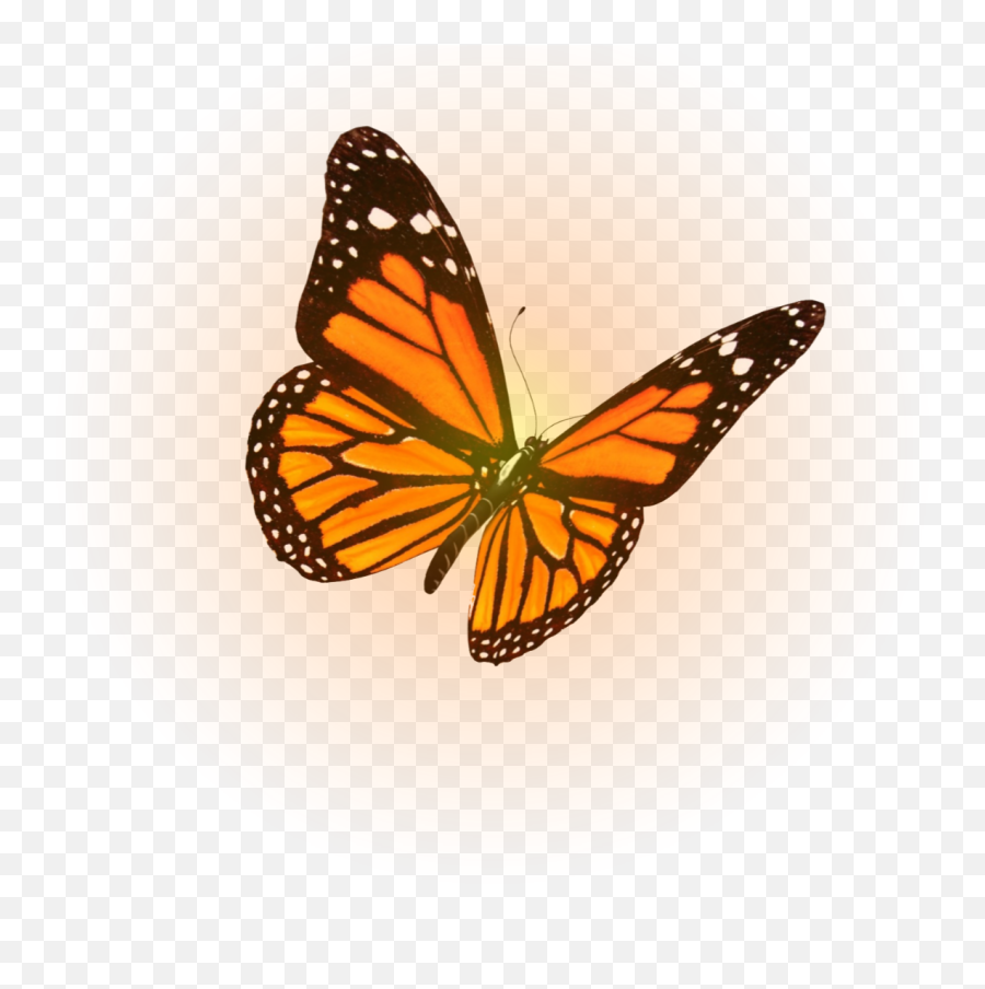 Butterfly Sticker By Emoji,Butterfly Gif Transparent