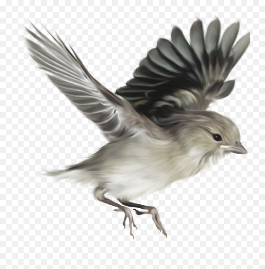 Sparrow Png Alpha Channel Clipart Images Pictures With Emoji,Sparrow Clipart