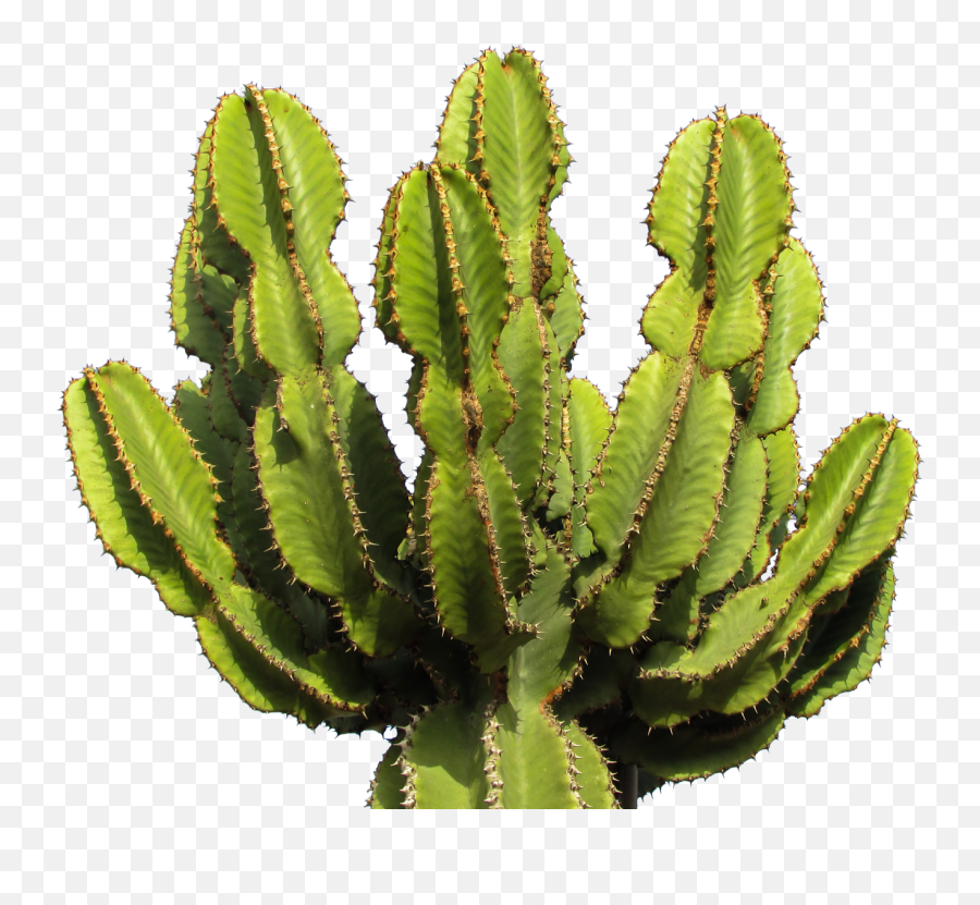 Download Cactus Clipart Png Photo Topp 182796 - Png Cactus Png Emoji,Cactus Clipart