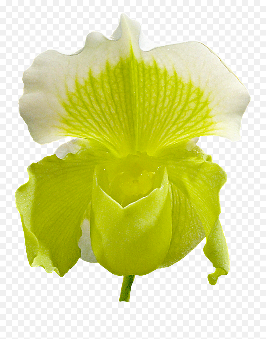 Iris Flower Emoji,Iris Flower Png