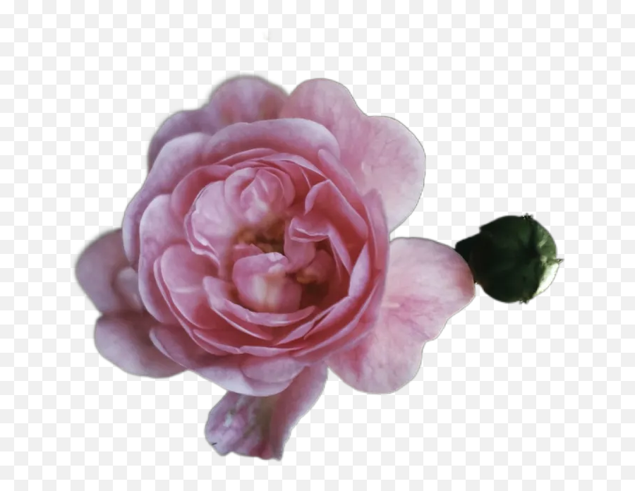 Close - Up Photo Of Pink Petaled Flower Transparent Emoji,Pink Flower Transparent Background