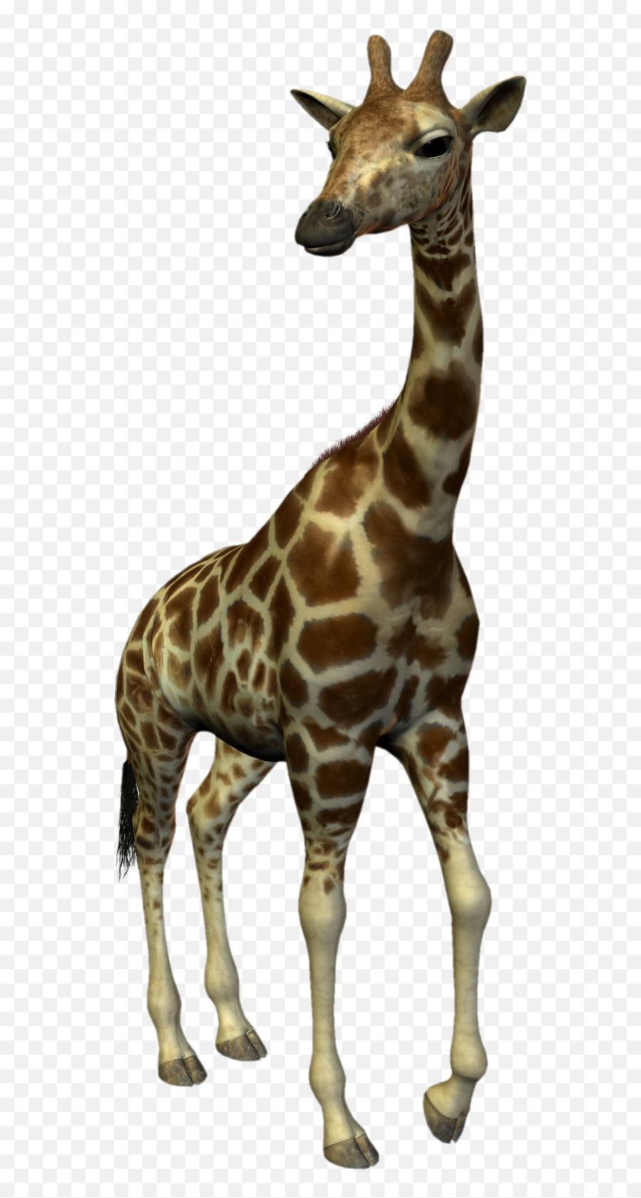 Long Necked Giraffe On A White Background Free Image Download Emoji,Giraffe Transparent Background