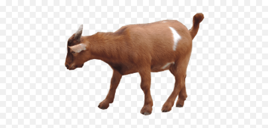 Free Png Goat Png Images Transparent - Goat Transparent Emoji,Goat Png