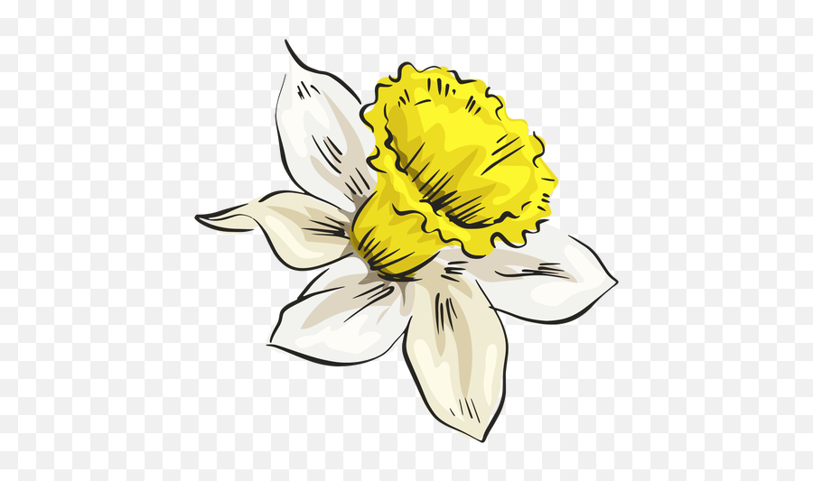 Narcissus White Flower Side - Transparent Narcissus Flower Png Emoji,White Flower Png