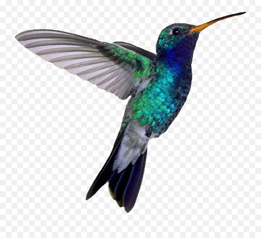 Hummingbird Png - Hummingbird Png Emoji,Hummingbird Png