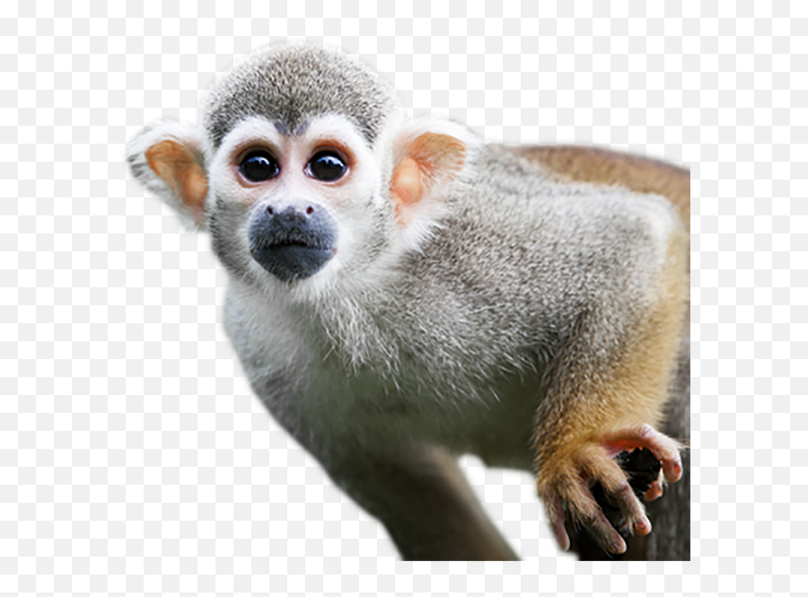 Baby Monkey Png Transparent Background - Cute Squirrel Monkey Emoji,Monkey Transparent Background
