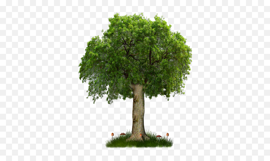 Tree Png Images - Png Tree Ab Emoji,Tree Png