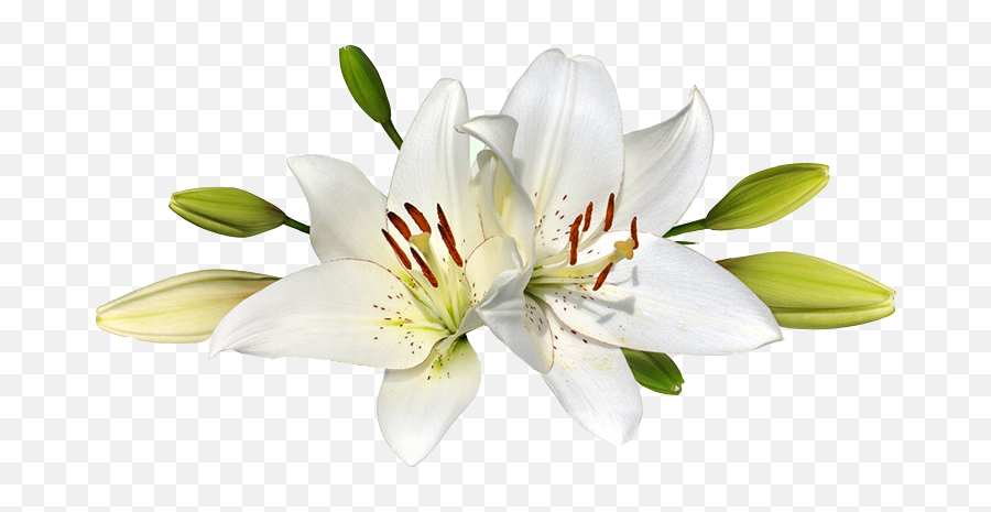 Easter Lily Png Transparent Images U2013 Free Png Images Vector Emoji,Easter Lily Clipart