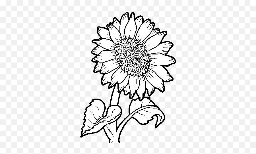 Girasoles - Outline Images Of Sunflower Transparent Png Colouring Images Of Sunflower Emoji,Sunflower Transparent