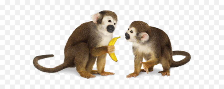 Tags - Monkeys Png Emoji,Monkey Transparent Background