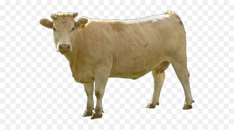 Cow Png Png Vector Stock Images - Vacas Png Sin Fondo Emoji,Cow Png