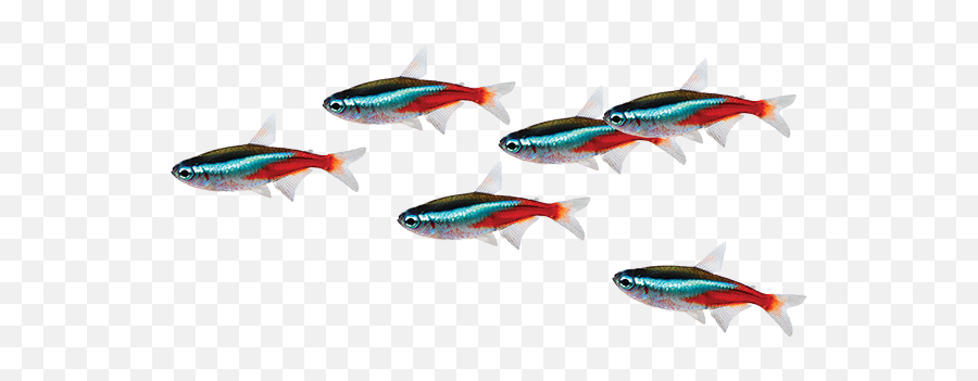 Fish Png - Neon Tetra Emoji,School Of Fish Png
