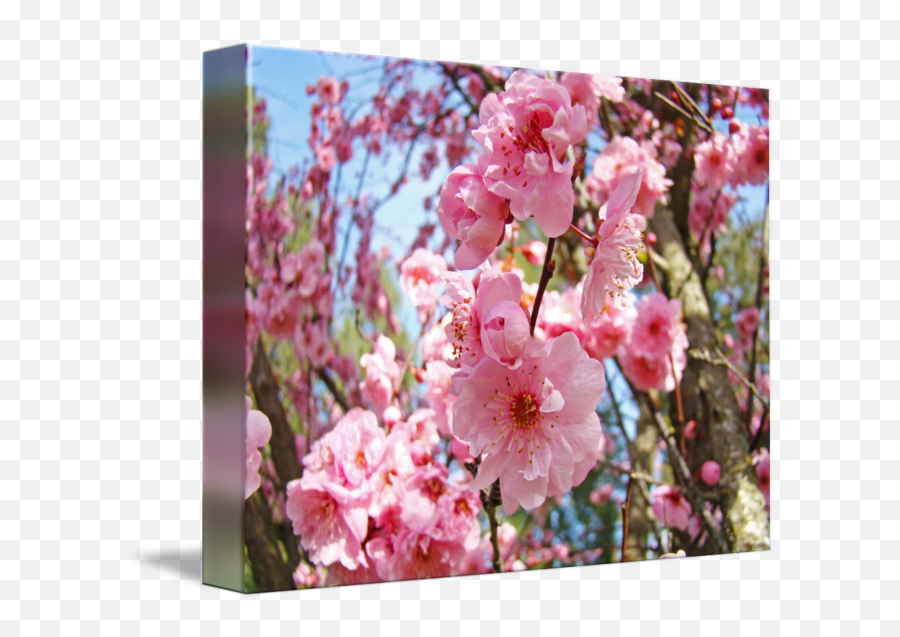 Spring Tree Pink Flower Blossoms By Baslee Troutman Fine Art Prints Emoji,Pink Flowers Transparent