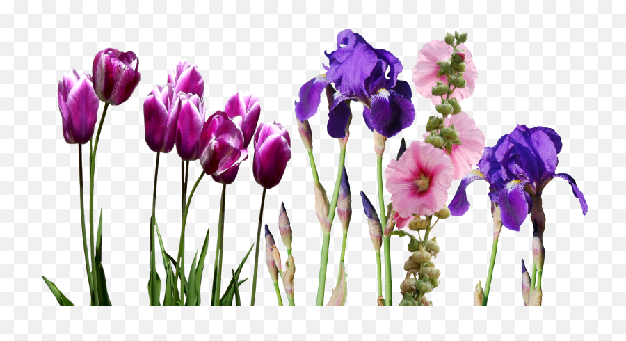 Png Images Iris Emoji,Iris Flower Png