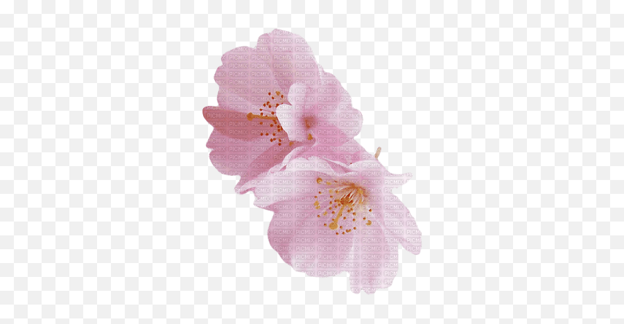 Cherry Blossom Blossom Blossoms Flower Flowers Emoji,Cherry Blossom Gif Transparent