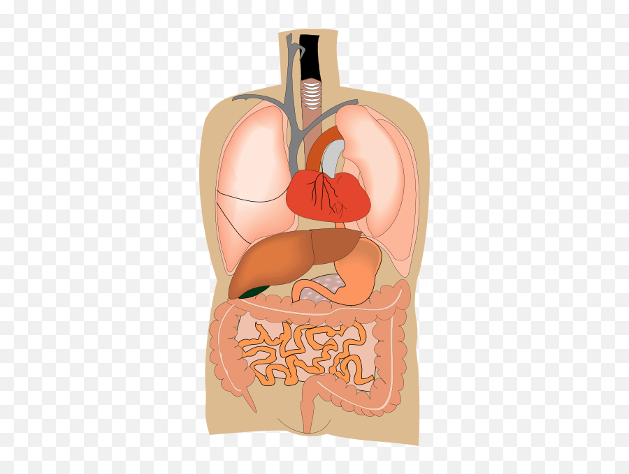 Internal Organs Medical Diagram Clip Art 125591 Free Svg Emoji,Heart Organ Clipart