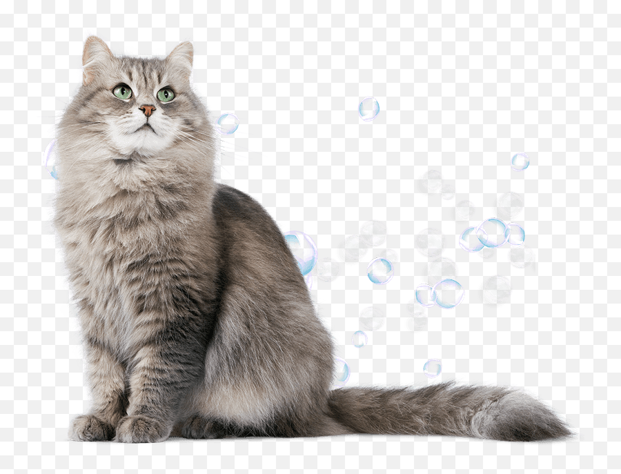 Alex The Cat Groomer Seattle Woodinville Redmond Wa Emoji,Cat Ears Transparent Background
