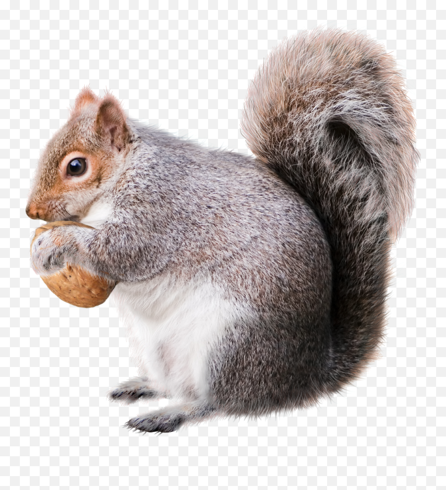 Free Transparent Squirrel Png Download - Squirrel Png Emoji,Squirrel Png
