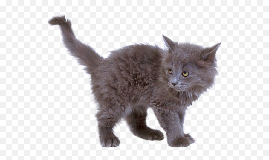 Kitten Png Png Vector Stock Images - Transparent Background Grey Cat Png Emoji,Kitten Png