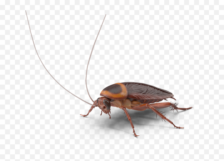 Cockroaches - Parasitism Emoji,Cockroach Png