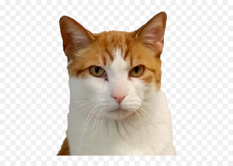 Download Cat Face Png Png Image With No - Cat Face Png Transparent Emoji,Cat Face Png
