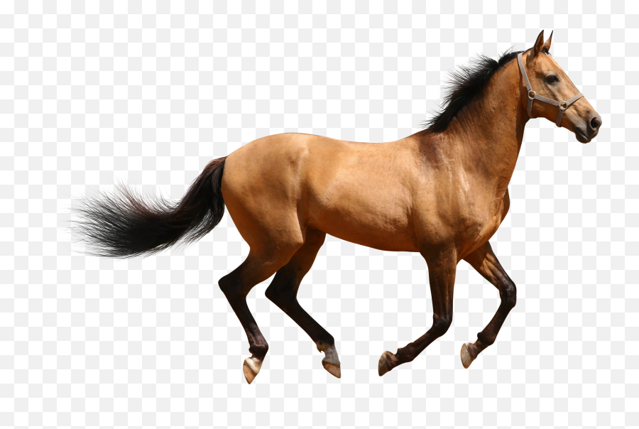 Horse Vector Free Download Png - Horse Png Emoji,Horse Png