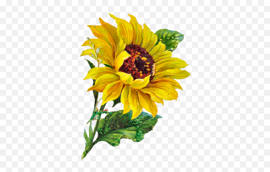 Sunflower Clipart Png Image With No - Sunflower Illustration Emoji,Sunflower Clipart
