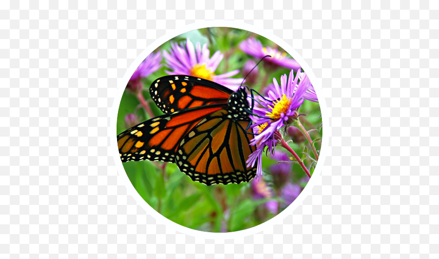 Butterfly Garden - Monarch Butterfly 450x455 Png Clipart Monarch Butterfly Emoji,Monarch Butterfly Png