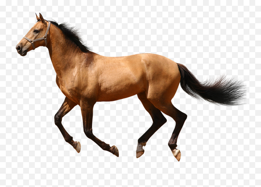 Horse Clipart Transparent Background - Transparent Background Horse Transparent Emoji,Horse Clipart