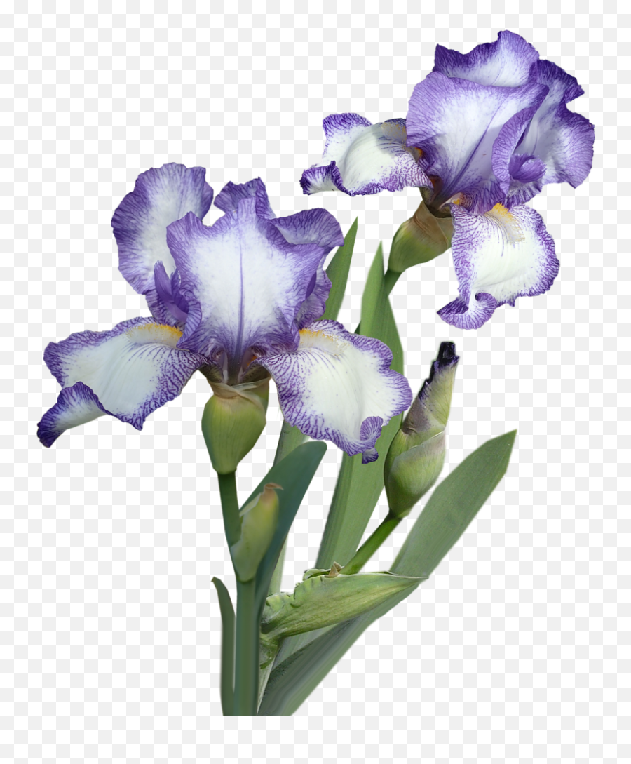 Iris Flower Hand Print Craft Emoji,Iris Flower Png