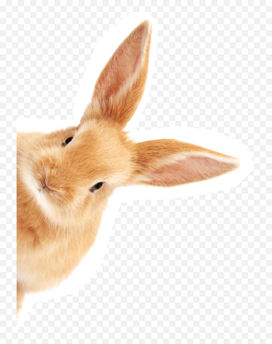 Complete Feed For Rabbits - Millamore Emoji,Rabbit Transparent Background