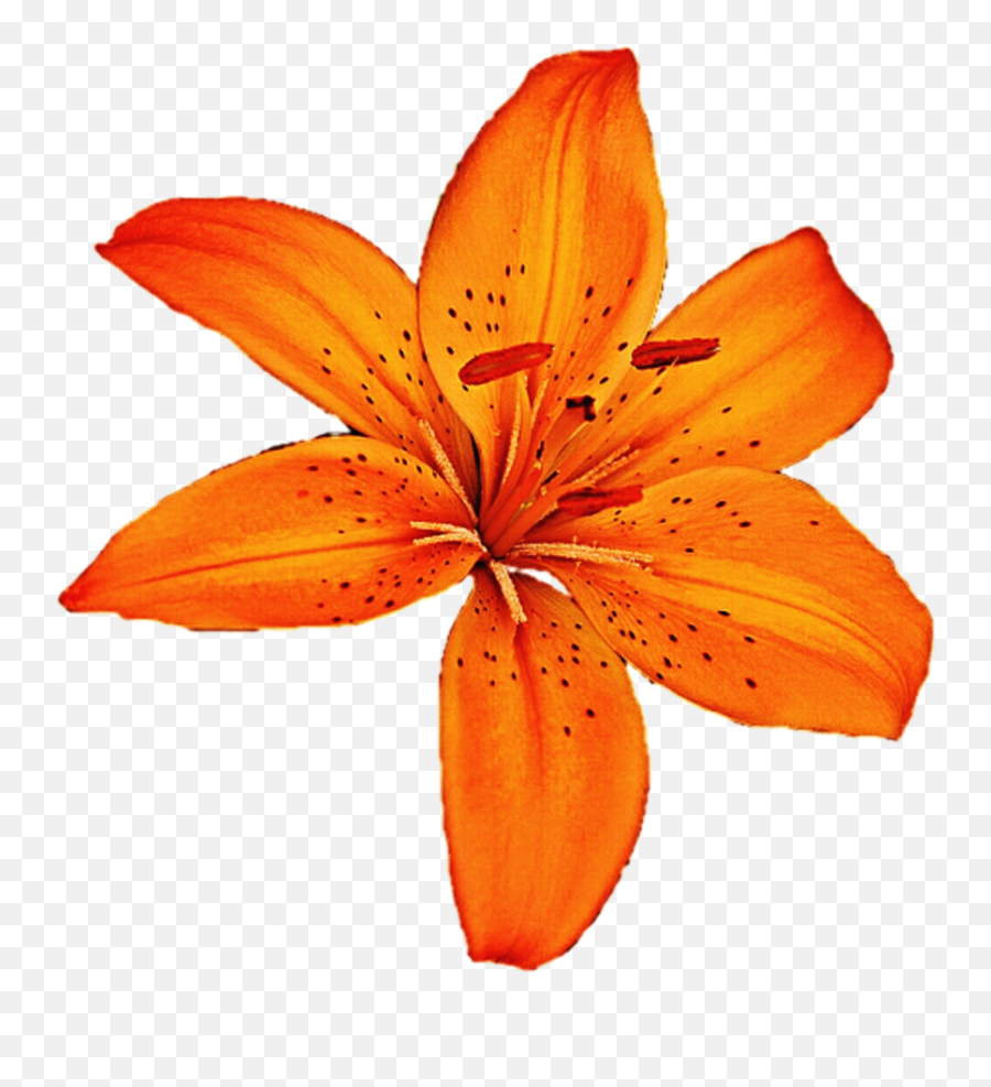 Download Lily Clipart Tiger Lily - Tiger Lily Flower Png Png Tiger Lilies Transparent Background Emoji,Easter Lily Clipart