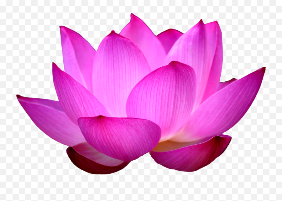 Lotus Flower Png Images Free Download - Lotus Png Emoji,Lotus Flower Png