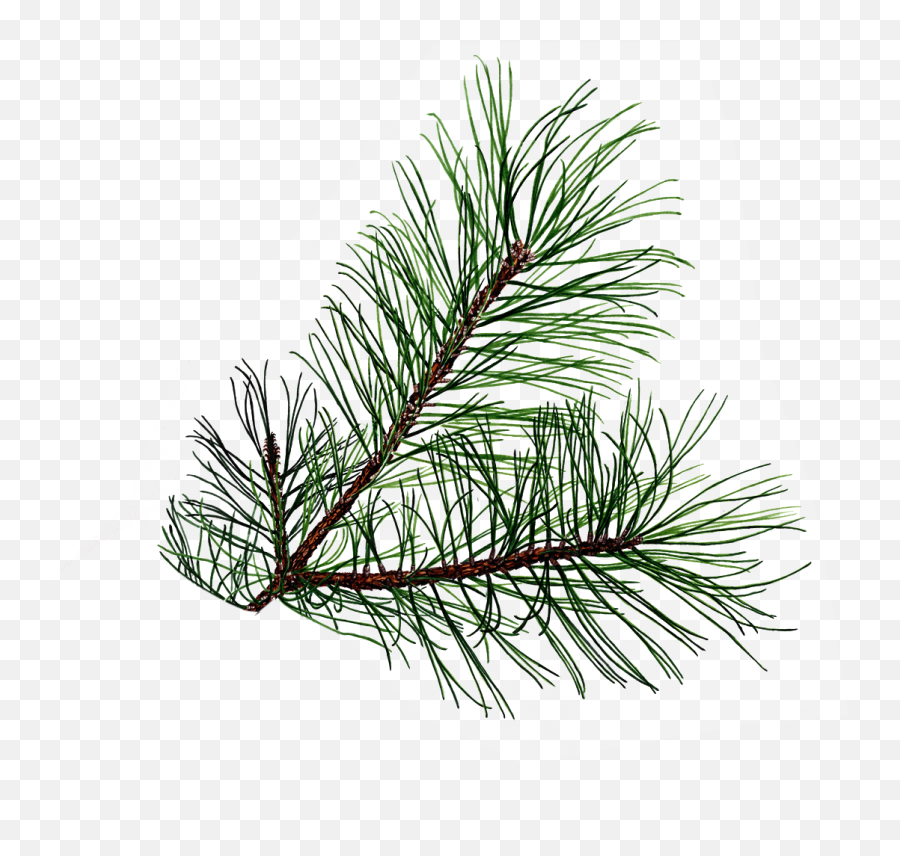 Drawings Of Pine Cones And Pine Boughs Shared By Melinda - Evergreen Branch Emoji,Pine Cone Clipart